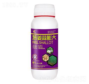 蔥姜蒜膨大-禾豐源肥業(yè)