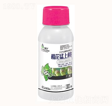 棉花猛上桃-康鑫化工