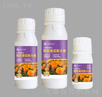 菊花催花膨大素（萬(wàn)壽菊專用）-萊昂化學(xué)