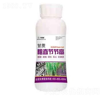 甘蔗粗直節(jié)節(jié)高 潤澤