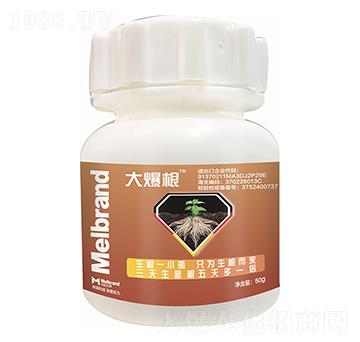 大爆根 美樂邦