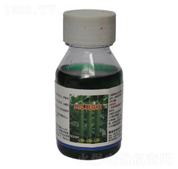 絲瓜鮮花王-農(nóng)伯樂(lè)