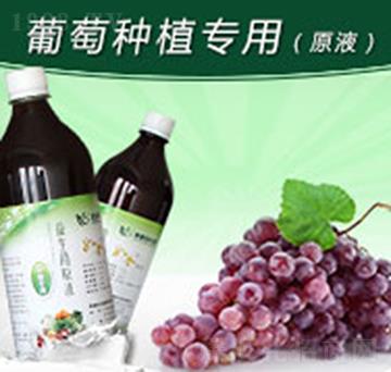 如金葡萄種植專(zhuān)用益生菌原液-綠洲生物