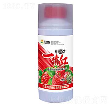 草莓膨大一噴紅-萬(wàn)物春
