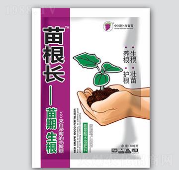 苗根長-紅葡萄