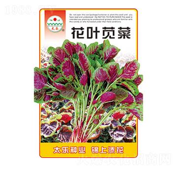 莧菜種子-花葉莧菜-太樂(lè)種業(yè)