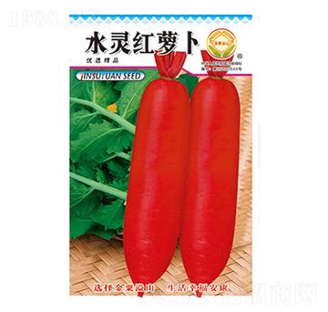 蘿卜種子-水靈紅蘿卜-太樂(lè)種業(yè)