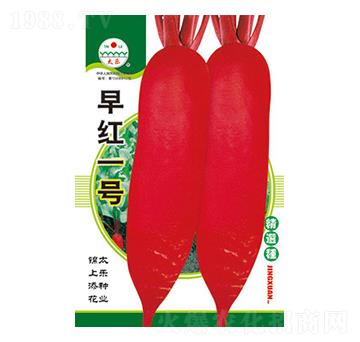 蘿卜種子-早紅一號-太樂種業(yè)