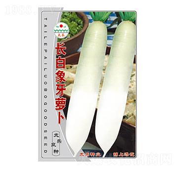 蘿卜種子-長(zhǎng)白象牙蘿卜-太樂(lè)種業(yè)