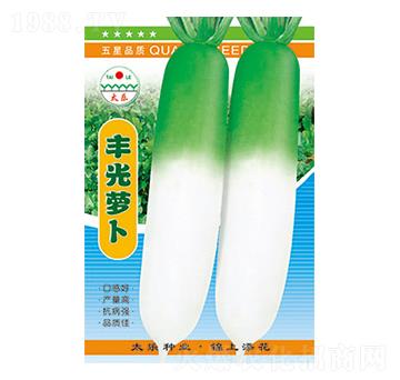蘿卜種子-豐光蘿卜-太樂(lè)種業(yè)