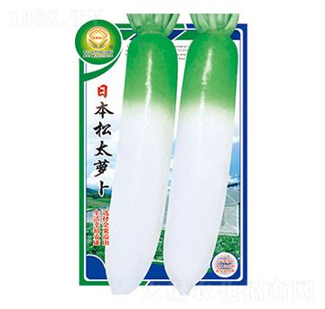 蘿卜種子-日本松太蘿卜-太樂(lè)種業(yè)